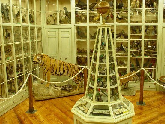 Museo Civico Craveri di storia naturale