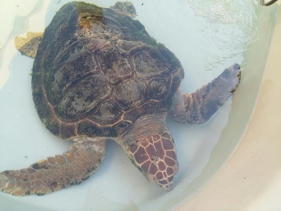 Centro di Recupero Tartarughe e Fauna Selvatica WWF