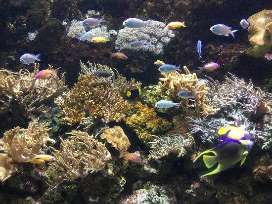 Acquario di Gardaland Sea Life