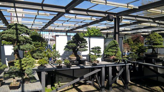 Crespi Bonsai Parabiago